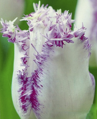 Луковица Яскрава Тюльпан бахромчатый Aria Cards 2 шт.