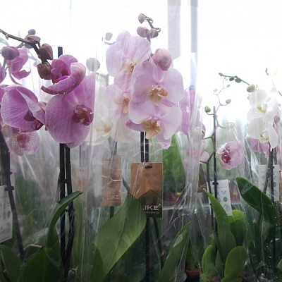 Растение Фаленопсис микс 3 ствола, 12/50-60