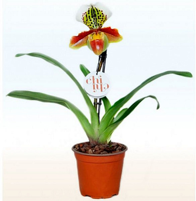 Рослина Пафіопеділум 12х25 см