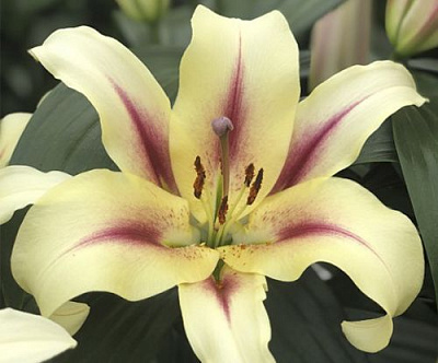 Луковица Яскрава Лилия OT гибрид гигантская Lavon 1 шт.