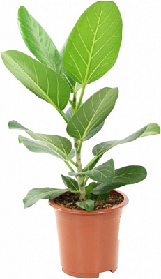 Рослина кімнатна Фікус бенгальський Audrey d21/h50