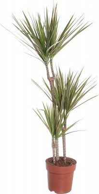 Рослина кімнатна Драцена 3 мікс d17/h50