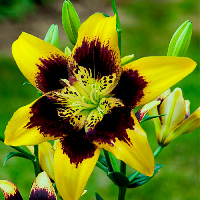 Луковица Яскрава Лилия азиатская Easy Dance 