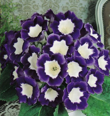 Луковица Яскрава Глоксиния Hollywood 1 шт.