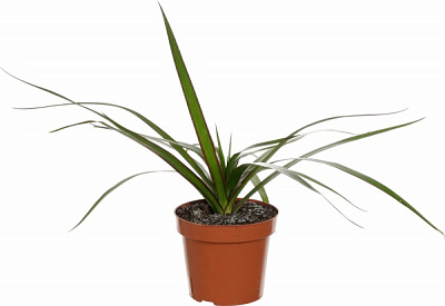 Рослина кімнатна Плантмікс 12/35