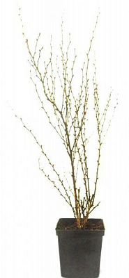 Саженец MegaPlant Барбарис Тунберга Orange Rocket PBR С2 25-35 см