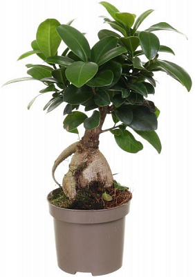 Растение комнатное Бонсай-фикус 9х20