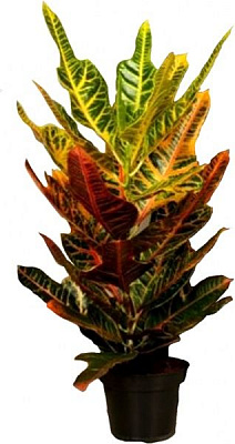Растение комнатное Кротон 17/70 Codiaeum Excellent