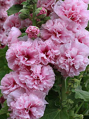 Кореневище мальви повної рожевої 1 шт.