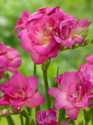 Клубнелуковица TUBERBULB Export B.V. фрезии махровой розовой 5 шт. 