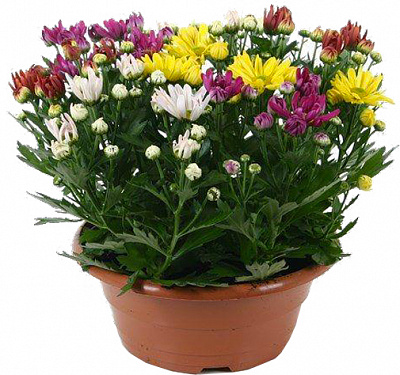 Рослина Хризантема 12х25 махрова мікс