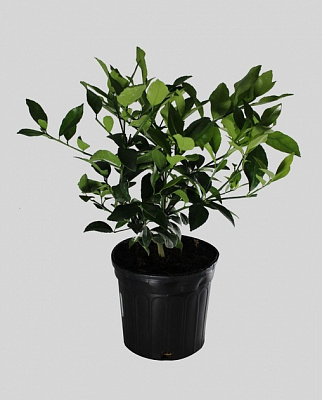 Рослина Лимон Київський крупноплідний 2 л 10-25 см