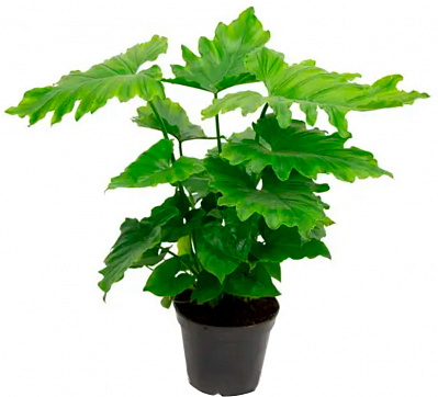 Рослина Філодендрон Shangri-la 14x35 см