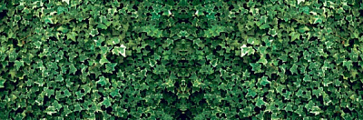 Фотосетка Зеленый плющ 300х100 см 