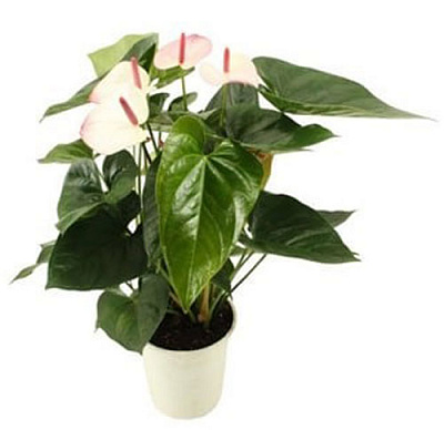 Растение Антуриум Париж d17/h50