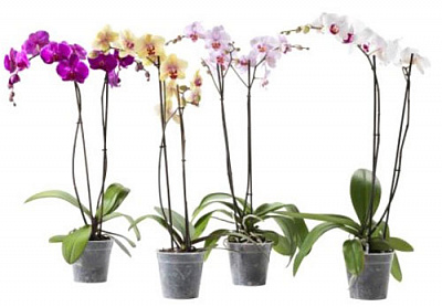 Рослина Орхідеї 9*25 мікс
