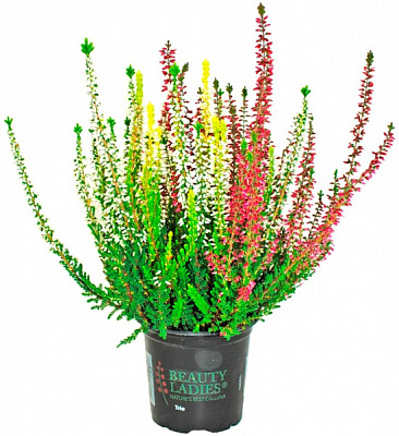 Растение Каллуна 2 цвета в горшке 10/18 