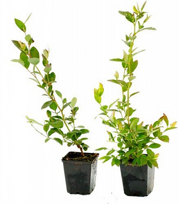 Саджанець Брусвяна Голубіка Еліот