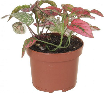 Рослина Фітонія мікс 8/10