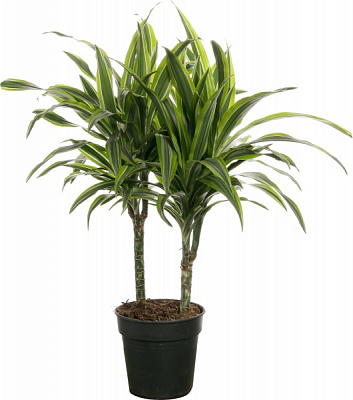 Растение комнатное Драцена 19/110 Артуро