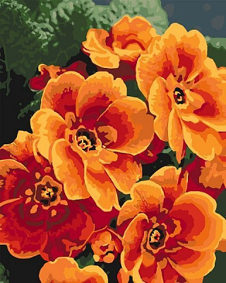 Картина за номерами Примула помаранчева Ідейка