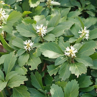 Рослина Пахізандра верхівкова/Pachysandra terminalis Р9