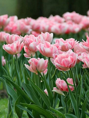 Луковица тюльпана раннего махрового Фокстрот 3 шт.