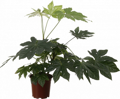 Растение комнатное Фатсия d19/h70