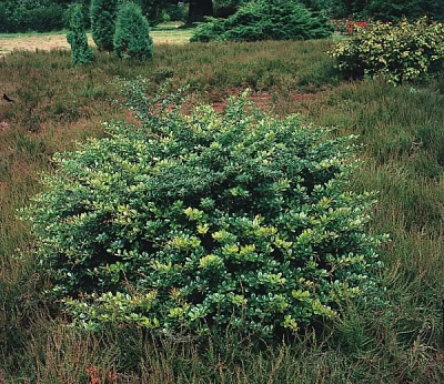 Рослина Барбарис середній Паркджевел/ Berberis media Parkjuweel C7.5 /H 20-30 d 40