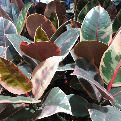 Рослина Фікус еластика 12x30 Belize