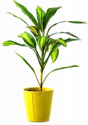 Растение комнатное Кордилина 12/35 Cordyline Kiwi