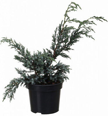 Растение Можжевельник Blue Carpet C3