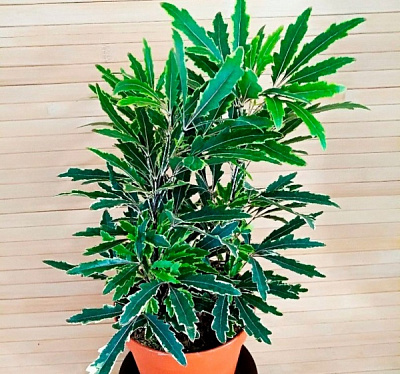 Растение комнатное Дизиготика 12/30