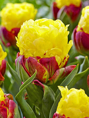 Луковица тюльпана махрового позднего Айс Крим Банана 1 шт. 