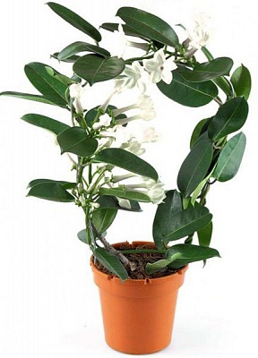 Растение Стефанотис 12/45