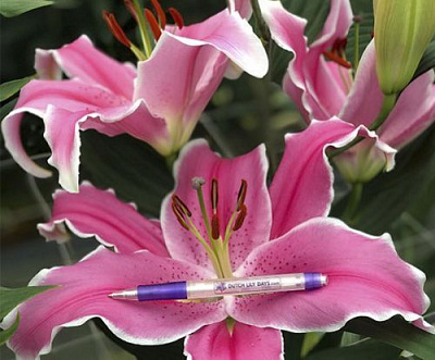 Луковица Яскрава Лилия OT гибрид гигантская Marlon 1 шт.