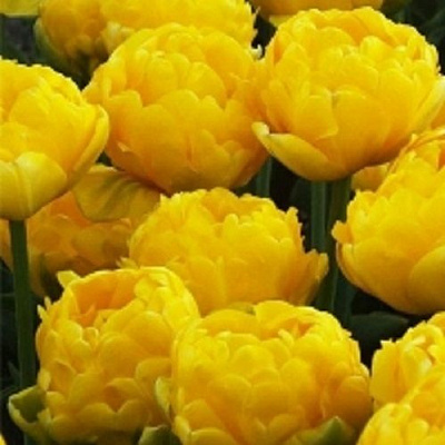 Цибулина Тюльпан повний пізній Монте Пеоні 5 шт.