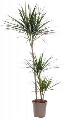 Рослина Драцена 24/160 Мажента