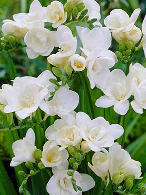 Клубнелуковица TUBERBULB Export B.V. фрезии махровой белой 5 шт. 