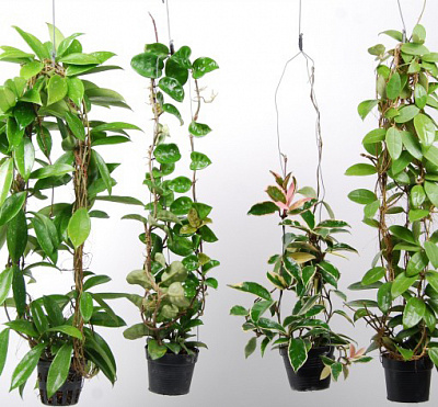 Растение комнатное Хоя микс 12/30