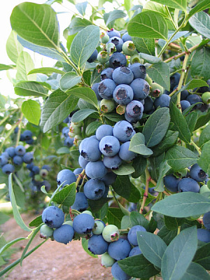 Рослина Лохина Блюджей 7,5 л