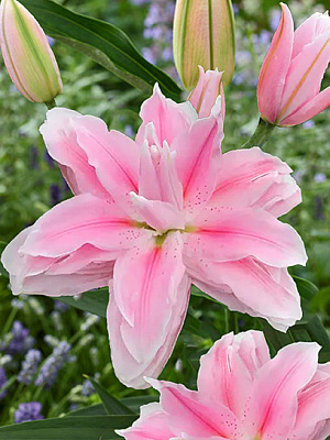 Цибулина VWS EXPORT – IMPORT OF FLOWERBULBS B.V. лілії східної повної Мілано 1 шт.