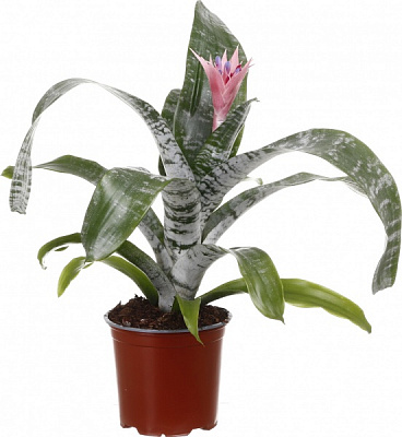 Растение Эхмея Primera 14/60