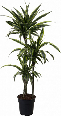 Растение комнатное Драцена 24/150 3 рр Лимон Лайм