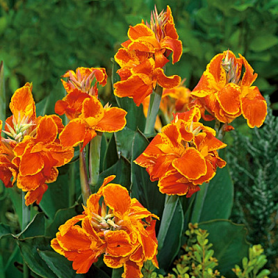 Корнеклубень Яскрава Канна Carnaval 