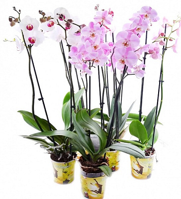 Растение Фаленопсис 12/60 2 ветки микс