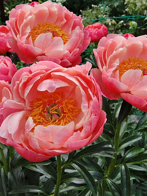 Корневище пиона Коралл Шарм 1 шт. 