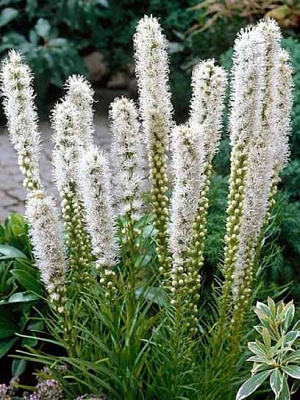 Коренебульба ліатріса спіката білого 4 шт.