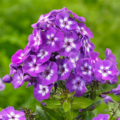 Корневище Яскрава Флокс Laura 