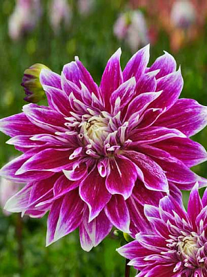 Корнеклубень георгины динерплейт Премия 1 шт. 